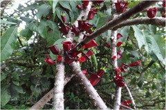 Tolypanthus lagenifer